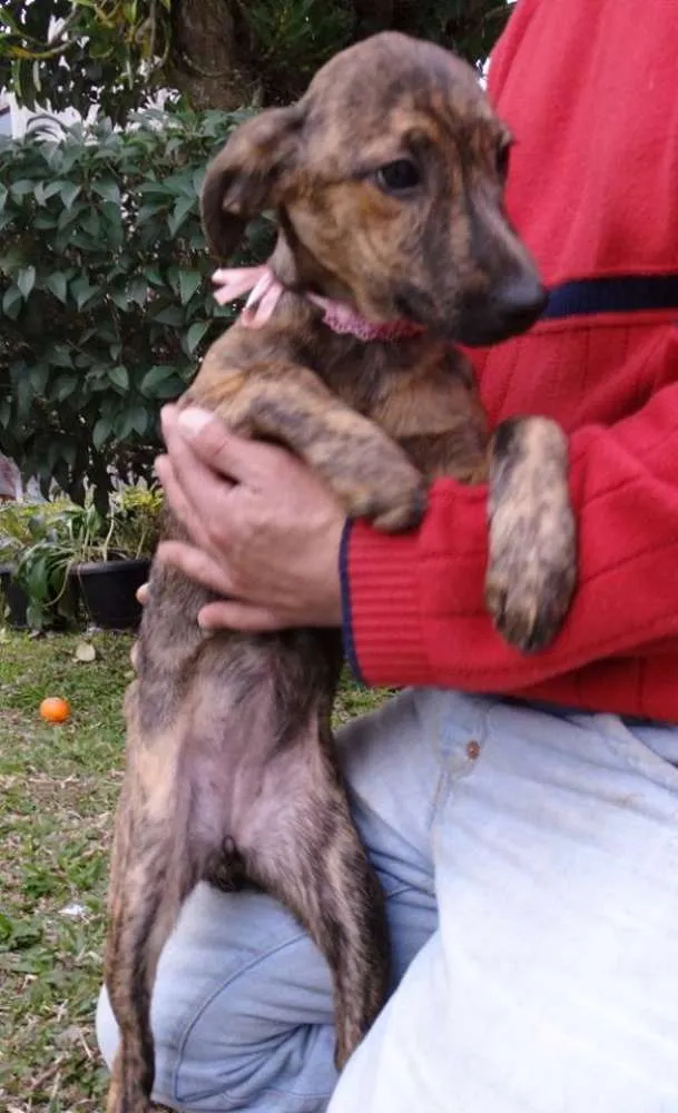 Cachorro ra a SRD idade 2 a 6 meses nome Fêmeas Tgradas