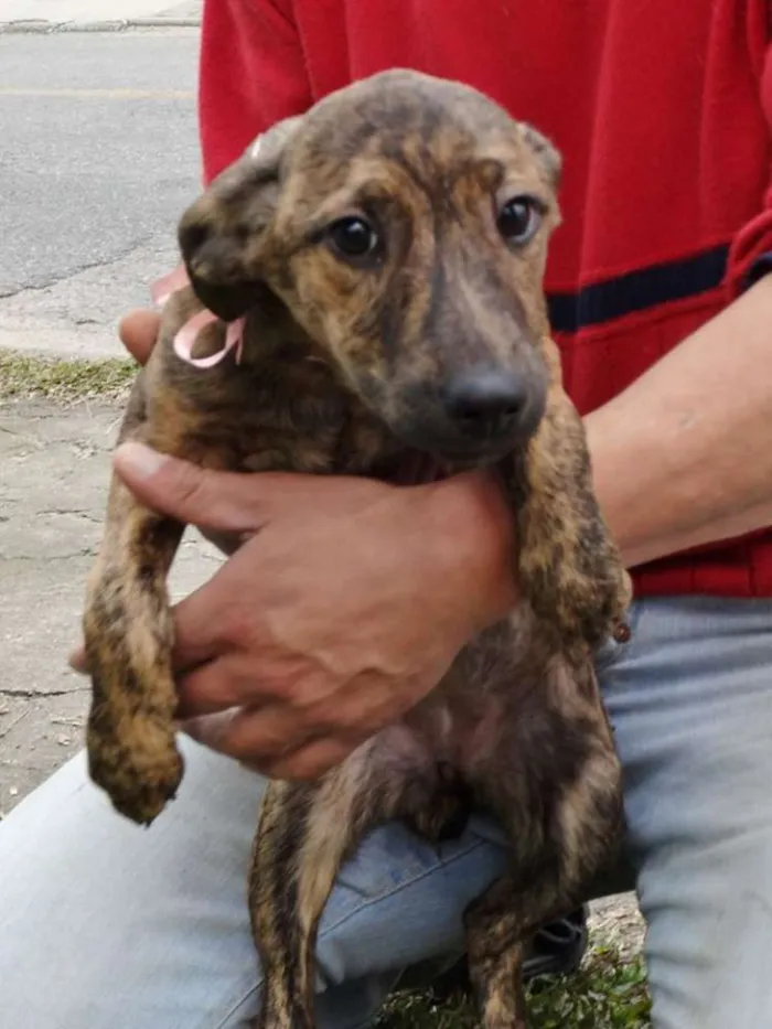 Cachorro ra a SRD idade 2 a 6 meses nome Fêmeas Tgradas