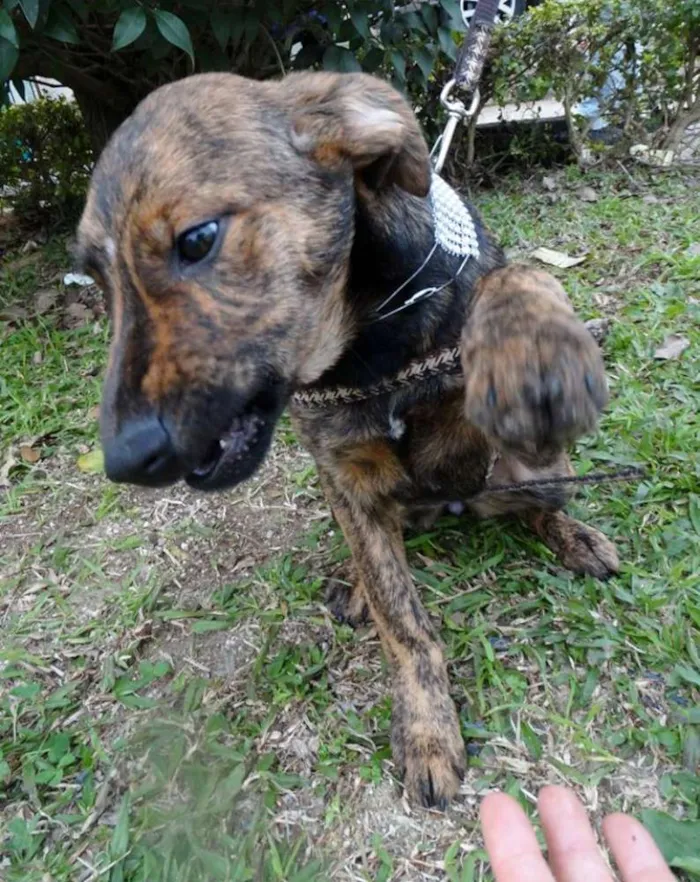 Cachorro ra a SRD idade 2 a 6 meses nome Fêmeas Tgradas