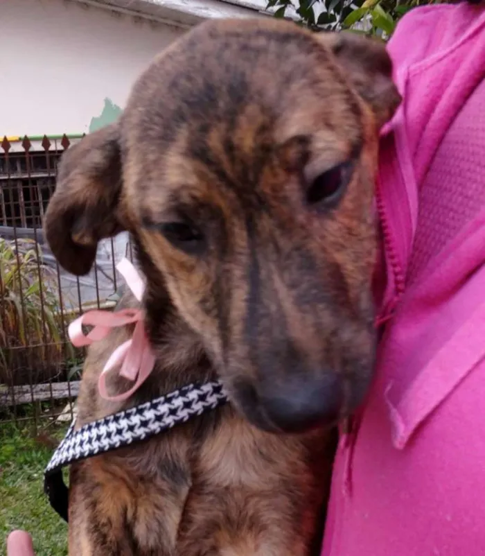 Cachorro ra a SRD idade 2 a 6 meses nome Fêmeas Tgradas