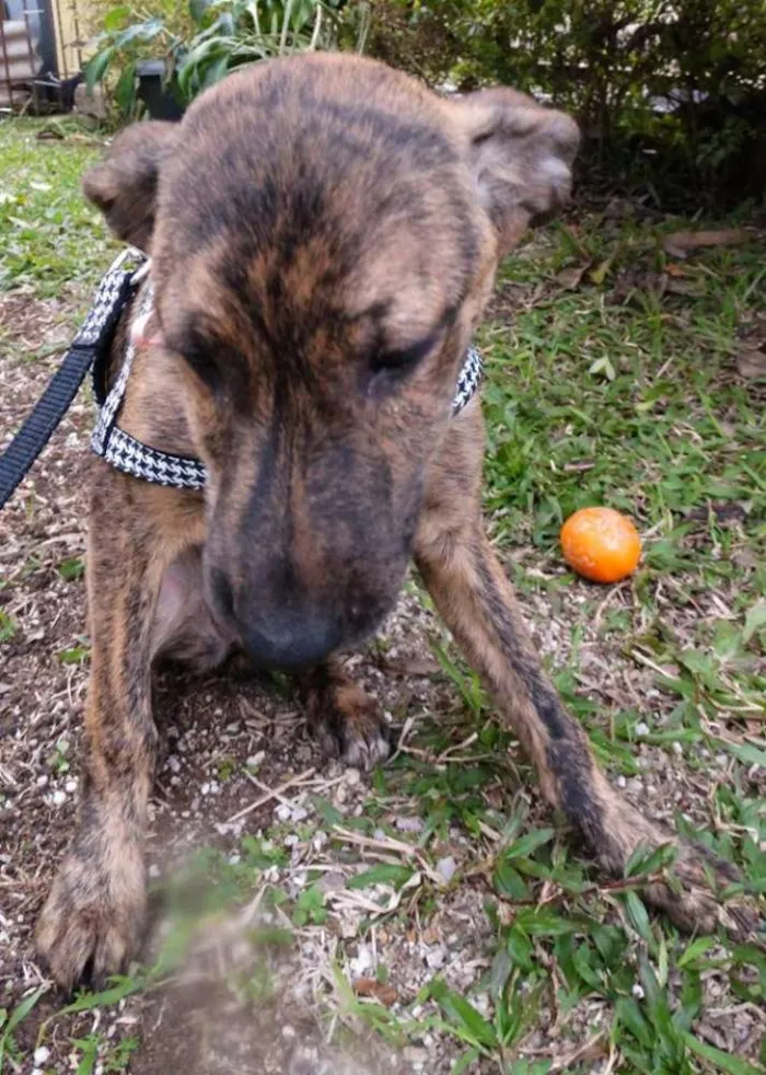 Cachorro ra a SRD idade 2 a 6 meses nome Fêmeas Tgradas