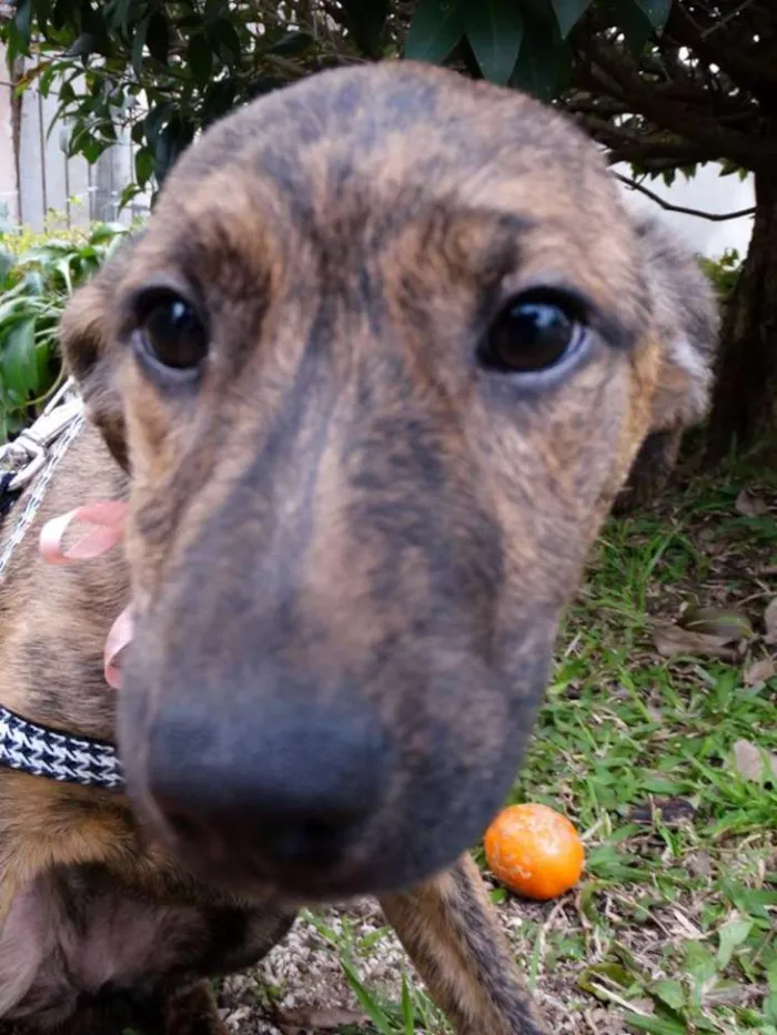 Cachorro ra a SRD idade 2 a 6 meses nome Fêmeas Tgradas
