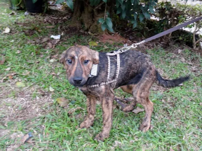 Cachorro ra a SRD idade 2 a 6 meses nome Fêmeas Tgradas