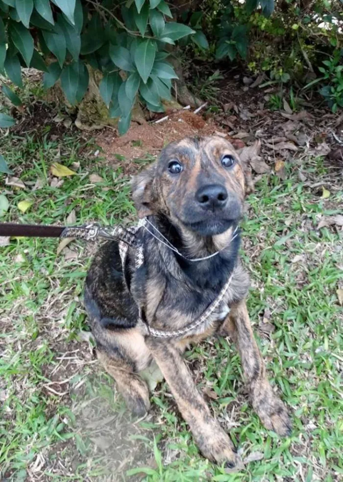 Cachorro ra a SRD idade 2 a 6 meses nome Fêmeas Tgradas