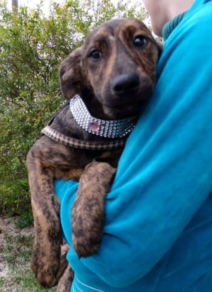 Cachorro ra a SRD idade 2 a 6 meses nome Fêmeas Tgradas