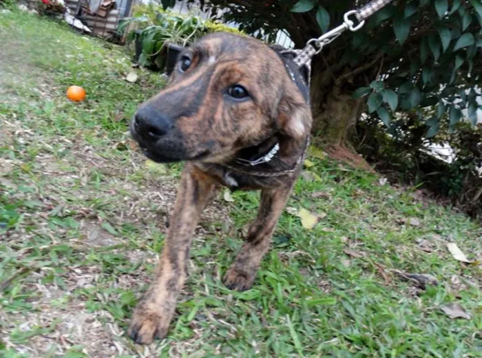 Cachorro ra a SRD idade 2 a 6 meses nome Fêmeas Tgradas