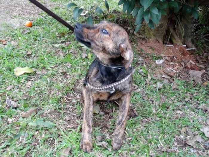 Cachorro ra a SRD idade 2 a 6 meses nome Fêmeas Tgradas