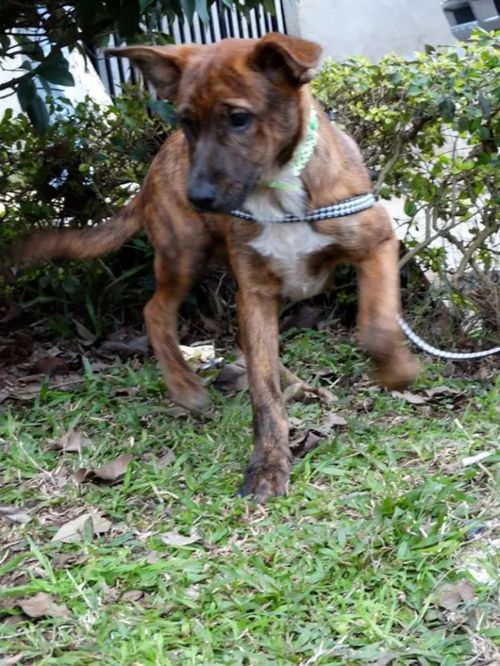 Cachorro ra a SRD idade 2 a 6 meses nome Fêmeas Tgradas