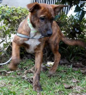 Cachorro raça SRD idade 2 a 6 meses nome Fêmeas Tgradas
