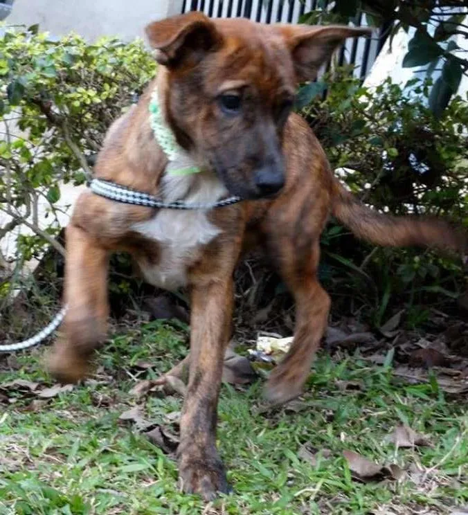 Cachorro ra a SRD idade 2 a 6 meses nome Fêmeas Tgradas