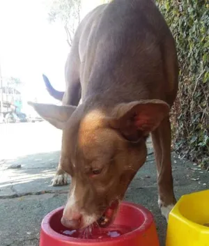 Cachorro raça vira lata idade 1 ano nome sem nome