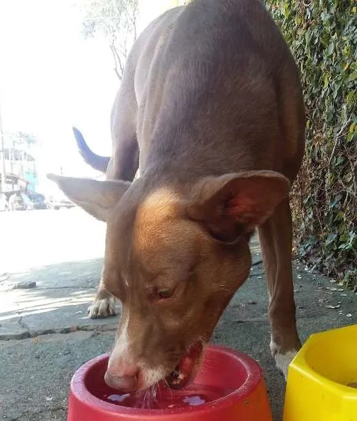 Cachorro ra a vira lata idade 1 ano nome sem nome