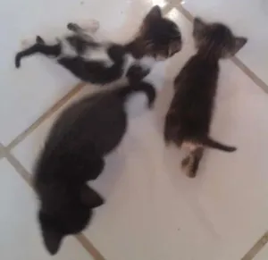 Gato raça  idade Abaixo de 2 meses nome sem nomes