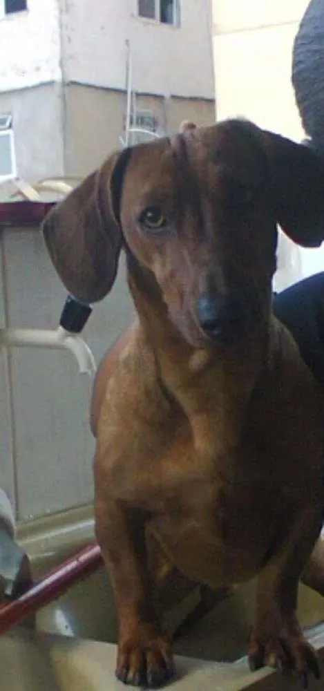 Cachorro ra a Basset-Cofap idade 4 anos nome Tigrão