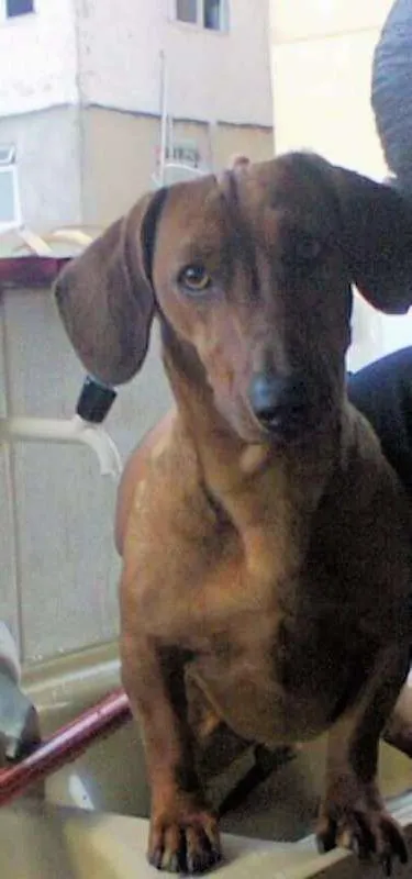 Cachorro ra a Basset-Cofap idade 4 anos nome Tigrão