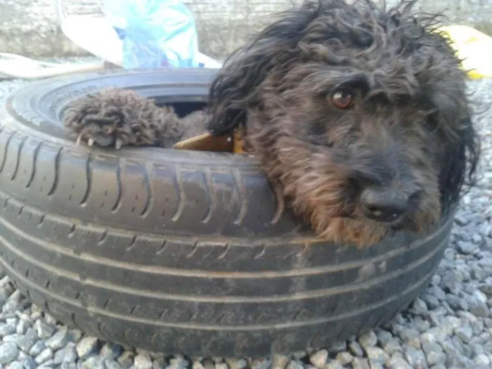 Cachorro ra a Poodle idade 1 ano nome Megue