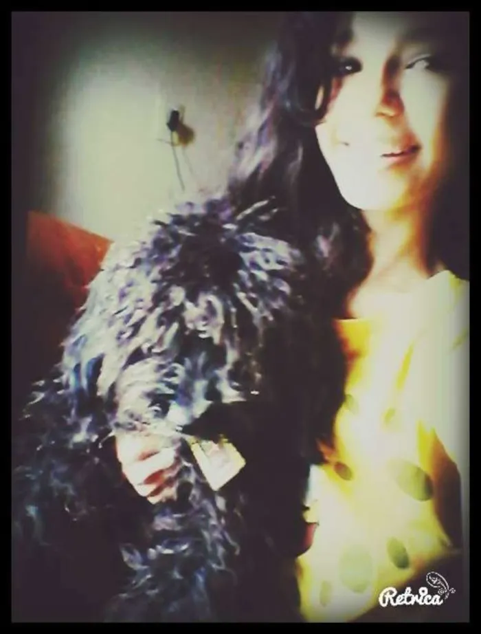 Cachorro ra a Poodle idade 1 ano nome Megue