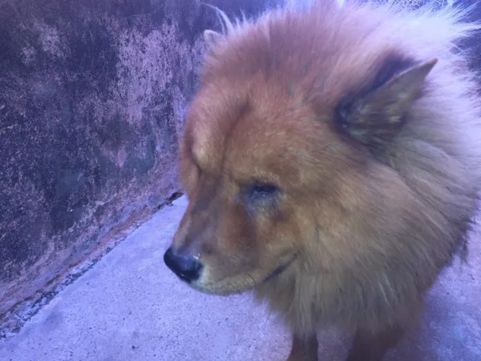 Cachorro ra a Chow chow idade 4 anos nome Thor