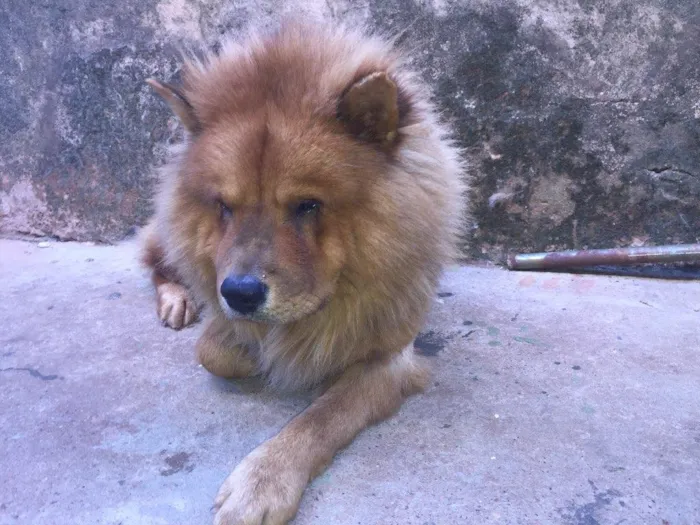 Cachorro ra a Chow chow idade 4 anos nome Thor