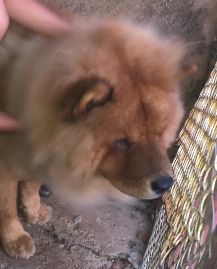 Cachorro ra a Chow chow idade 4 anos nome Thor