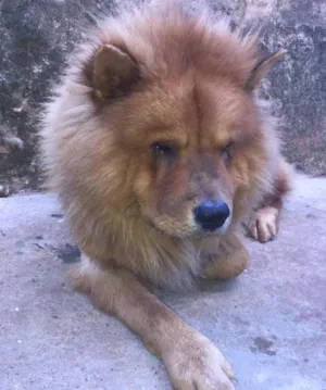 Cachorro raça Chow chow idade 4 anos nome Thor