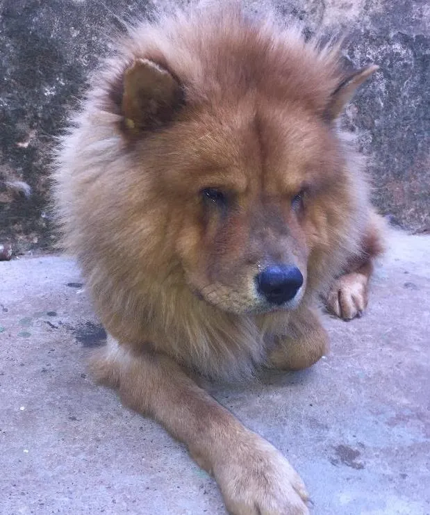 Cachorro ra a Chow chow idade 4 anos nome Thor