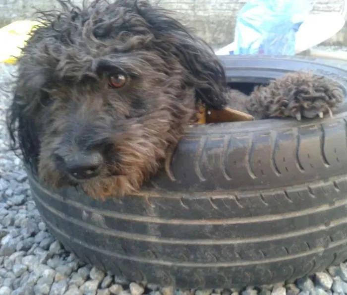 Cachorro ra a Poodle idade 1 ano nome Megue