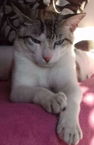 Gato raça  idade 7 a 11 meses nome cadu