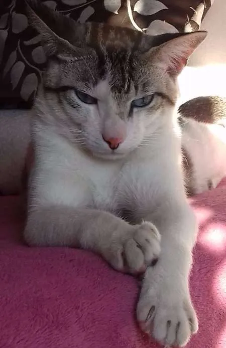 Gato ra a  idade 7 a 11 meses nome cadu