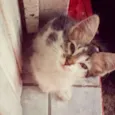 Miá