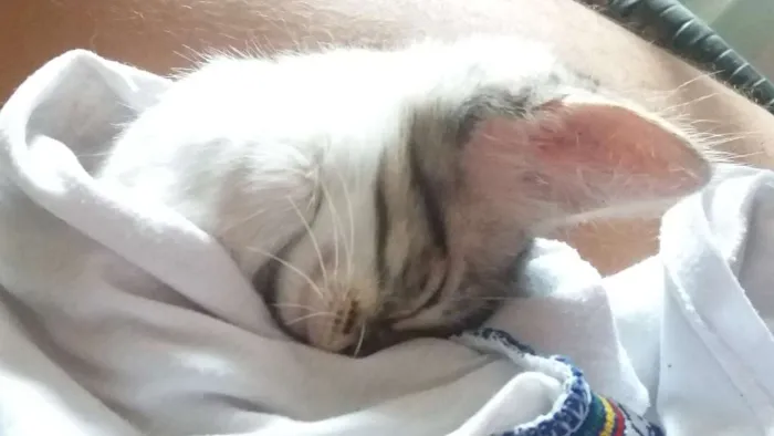 Gato ra a Nao destingui idade Abaixo de 2 meses nome Miá