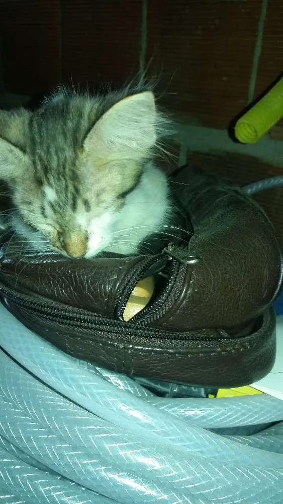 Gato ra a Nao destingui idade Abaixo de 2 meses nome Miá
