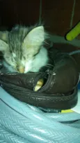 Miá