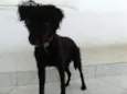 Lili