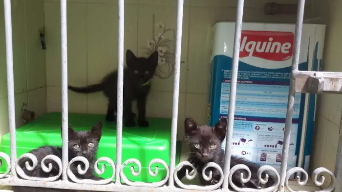 Gato raça Black idade Abaixo de 2 meses nome Cacimba Pipa Maraca