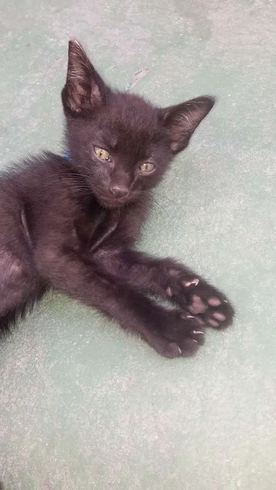 Gato raça Black idade Abaixo de 2 meses nome Cacimba Pipa Maraca