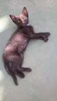 Cacimba Pipa Maraca