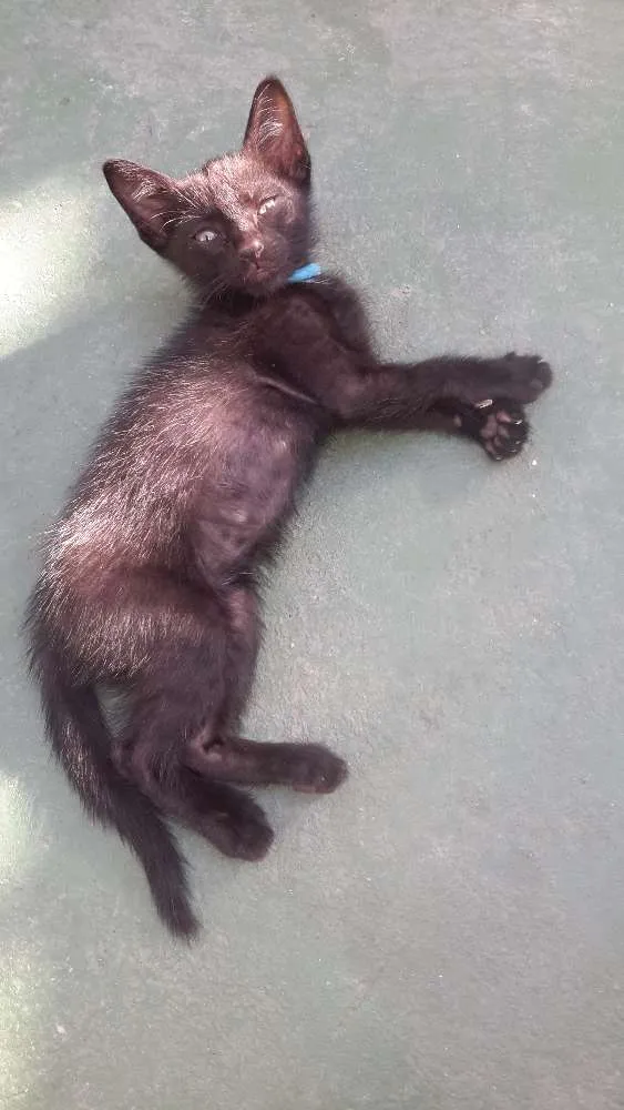 Gato raça Black idade Abaixo de 2 meses nome Cacimba Pipa Maraca