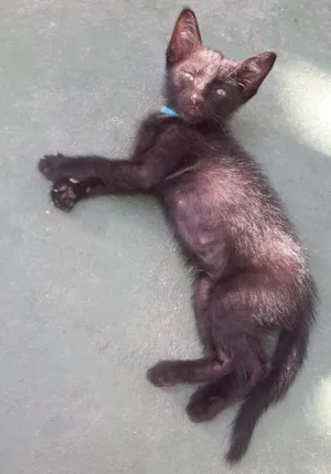 Gato raça Black idade Abaixo de 2 meses nome Cacimba Pipa Maraca
