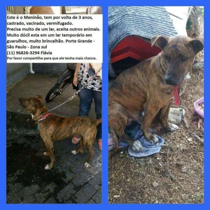 Cachorro ra a Fila Brasileiro idade 2 anos nome Meninão