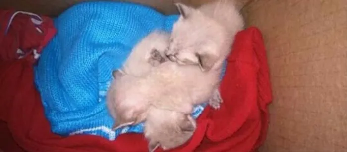 Gato ra a Não definida idade  nome Gatinhos sem mãe 