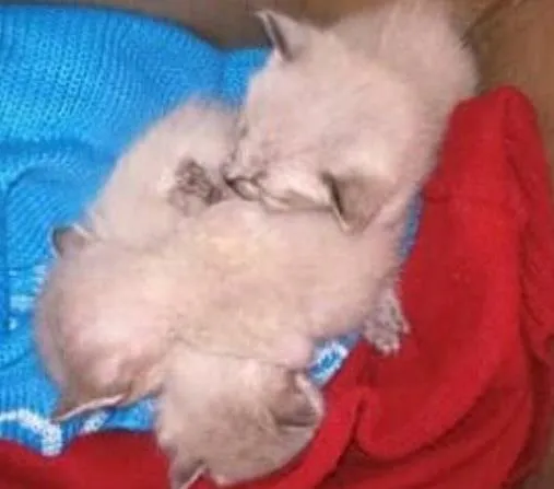 Gato ra a Não definida idade  nome Gatinhos sem mãe 