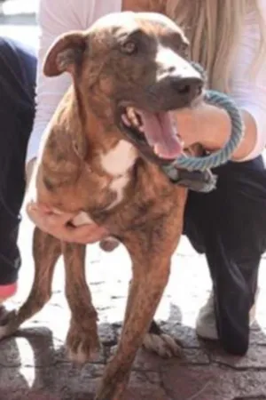 Cachorro raça Fila Brasileiro idade 2 anos nome Meninão