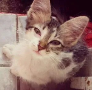 Gato raça Nao destingui idade Abaixo de 2 meses nome Miá