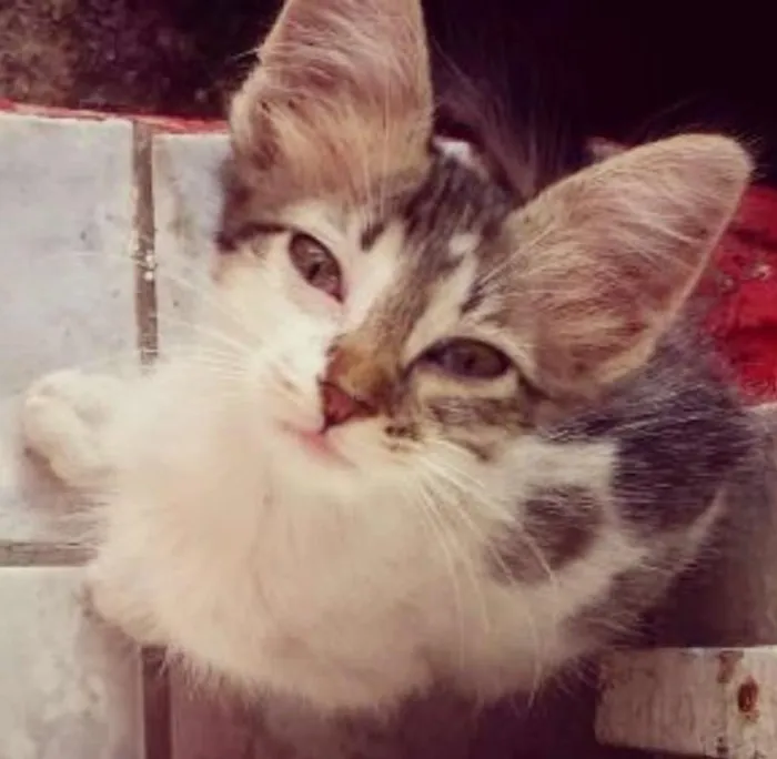 Gato ra a Nao destingui idade Abaixo de 2 meses nome Miá