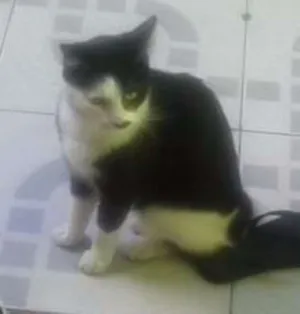 Gato raça SRD idade 2 anos nome Kitty