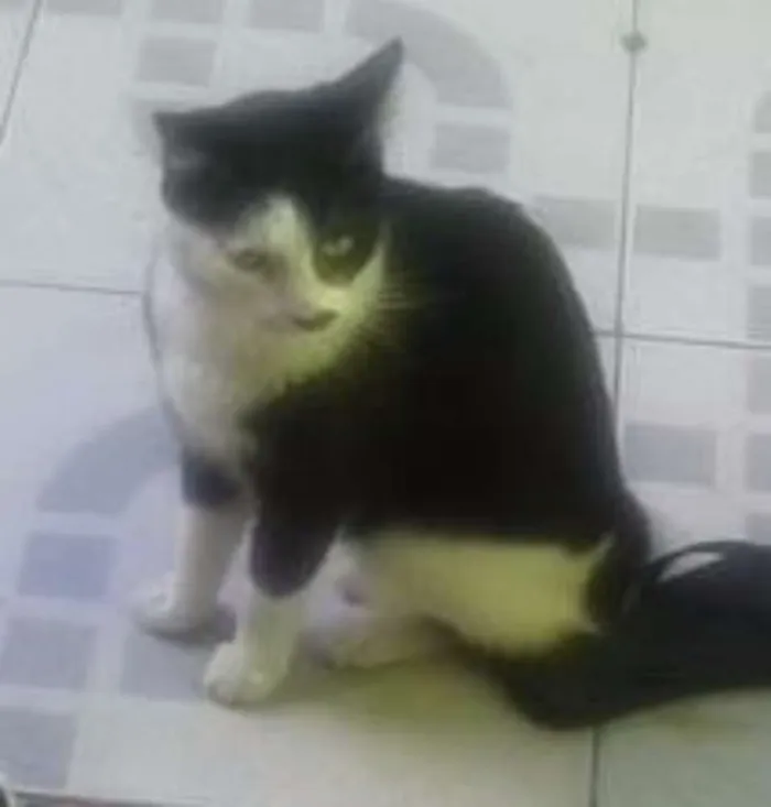 Gato ra a SRD idade 2 anos nome Kitty