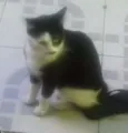Kitty