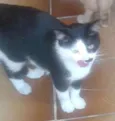 Kitty