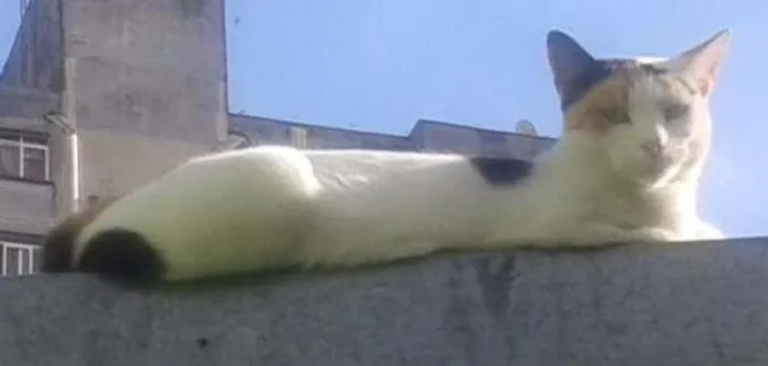 Gato ra a SRD idade 5 anos nome Jujuba